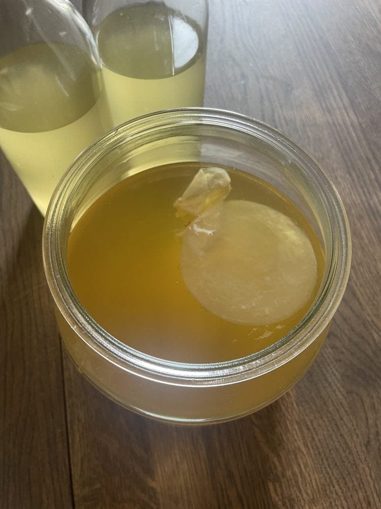 kombucha scoby