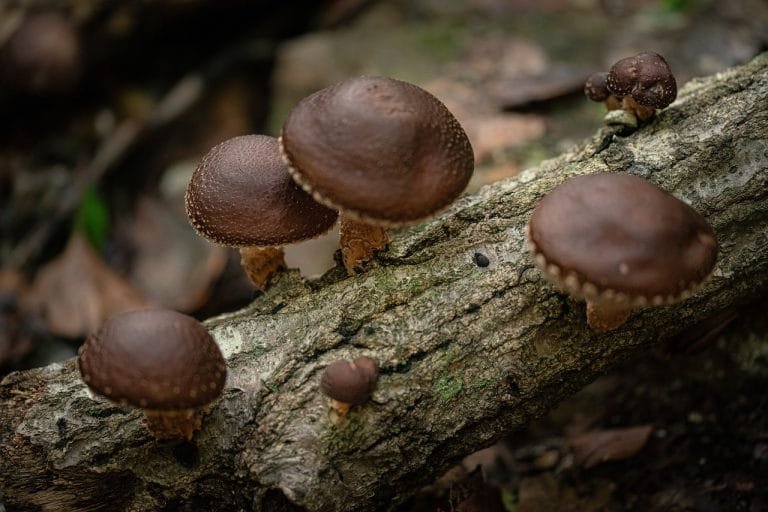 shiitake mushroom nutrition