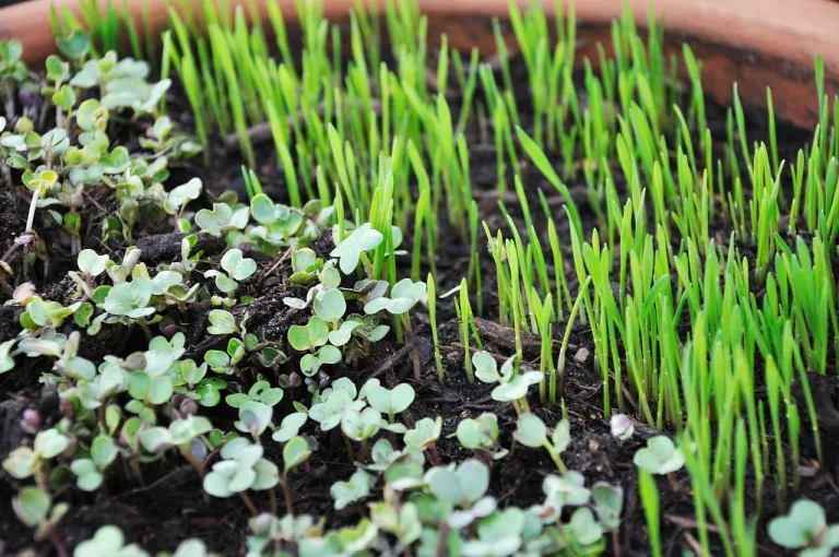 growing microgreens at home