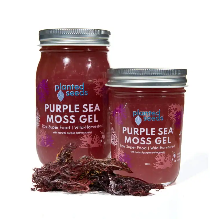 jars-collection_purple sea moss plant seed
