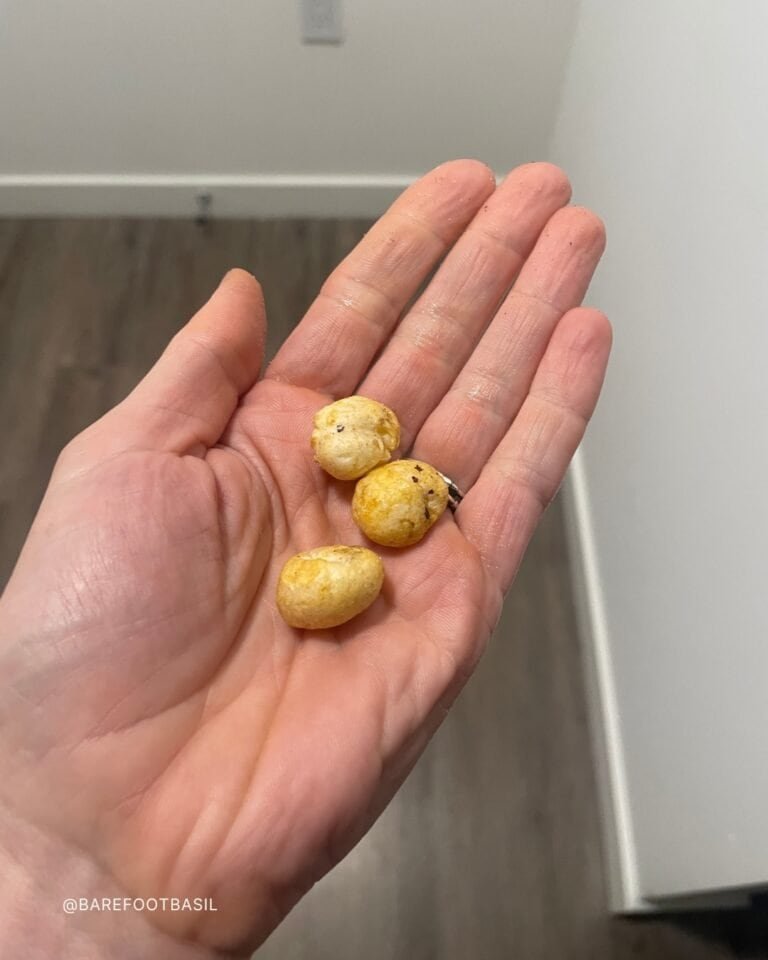 fox nut or makhana in a hand