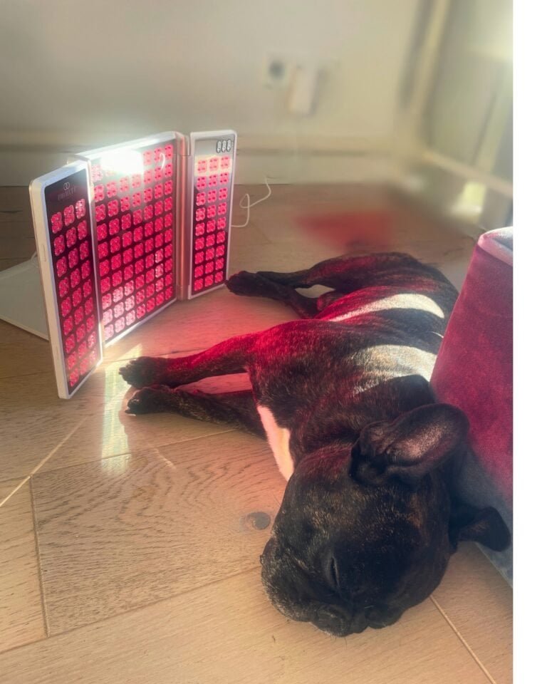 dog using red light therapy pane;