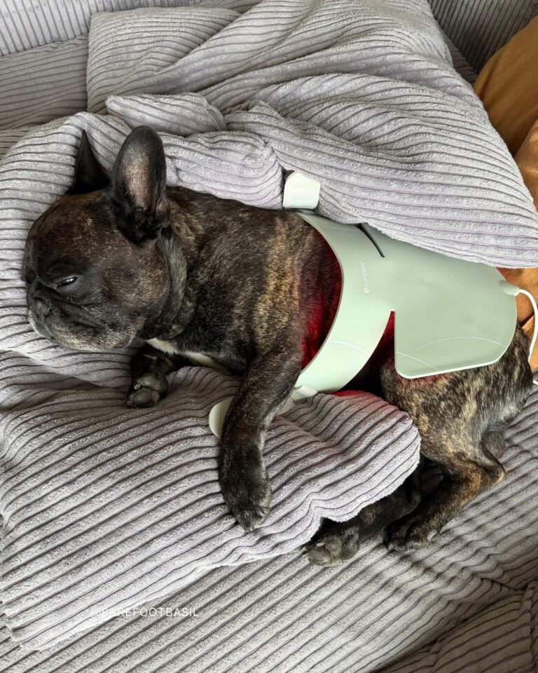 Nanoleaf LED Light Therapy Neck & Décolletage Mask on a french bulldog
